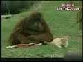 YouTubeサムネイル[pWwB2v6xxOU] - 3枚目