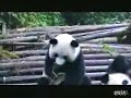 Panda niest