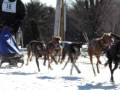 videos de Dog's eye view of sled dogs racing, Laconia 2009