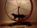cat going faster on wheel cat going faster on wheel