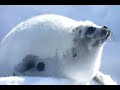 Global Warming Documentary from IFAW.org (2007)