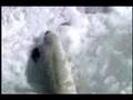 Global Warming Documentary from IFAW.org (2007)