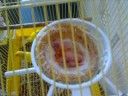 Pich�n Evolution