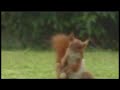 Funny Squirrel Sports Drink Commercial Funny Squirrel Sports Drink Commercial