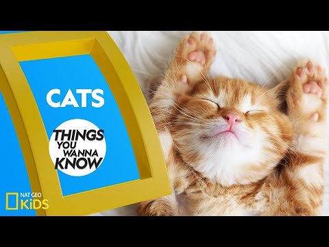 Unit 07-Cool Facts About Cats Thumbnail