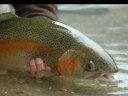 Slovenia Trophy Rainbow Trout