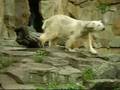 Knut the Cutest Polar Bear in the World NEW!!