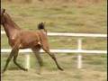 HARAS-CANTAREIRA-BRU
