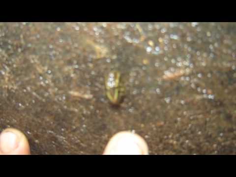 how to treat zebra mussels