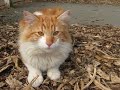 Japanese Bobtail Longhair