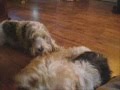 videos de Fam.M.Worm