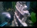 video-2009-12-31-23-18-40