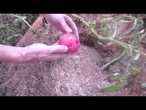 how to fertilize red potatoes