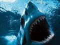 Top Ten Most Dangerous Animals