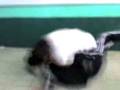 videos de Smack down