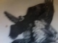 imovie is not working completely  no new videos