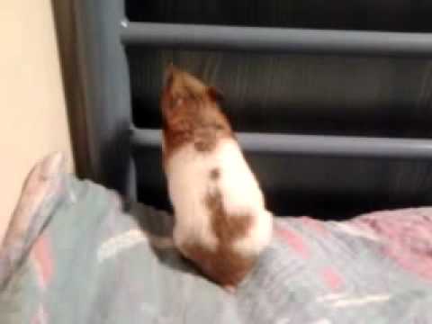 Chomik Alvin w akcji chomik