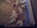 Weisse Sch�ferhunde