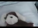 Click here to watch this video Mike Siap's Crib