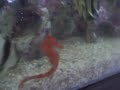 Meu Aquario Marinho, com um Striatus Borboleta, um Paru e um Cavalo Marinho que foi adquirido pela minha adoravel esposa, fã incondicional dessa espécie. 