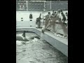 Attack Orcas: Sealand of Pacific and Seaworld california Attack Orcas: Sealand of Pacific and Seaworld california