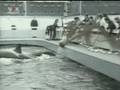Attack Orcas: Sealand of Pacific and Seaworld california