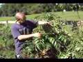Picking Elderberries for Home Winemaking