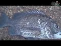 C�u tr�p ?en (demo)