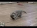Blue Persian Female Kitten