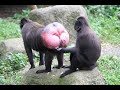 Shoop Da Whoop "I'm FIREN' MA LAZOR" Monkey Ass Version