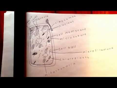 Biology project!!!! (Plant cell)