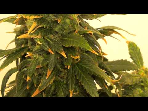 how to harvest autoflowering cannabis