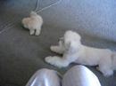 Klondike and Molly Klondike and Molly