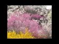 山河彩麗・福島の桜(花見山.滝桜.鶴ヶ城)Spring in Fukushima