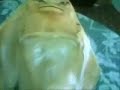 alien fish alien fish