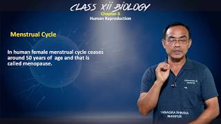 Class XII Biology Chapter 3: Human Reproduction (Part 3 of 4) - Menstrual Cycle, Fertilisation