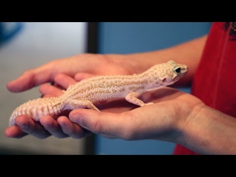 YouTube reptile video