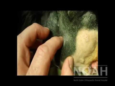 how to unclog salivary glands