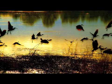 takatakatang - Waltzes always make me think of flight... This song makes me think about the way birds appear to float as they descend on the water, carried by the wind. htt...