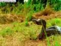 videos de survivor gabon predictions
