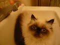 Cat drinking from faucet lol!