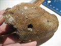 Trawled Ocean Fossils