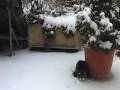 videos de Katzen Torwart