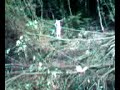 grobin saut.3gp