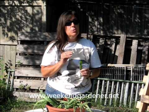 how to replant aloe vera cuttings