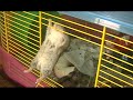 hamster tombant