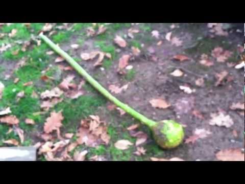 how to grow over 6 feet tall