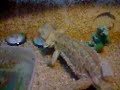 slow motion bearded dragon slow motion bearded dragon