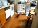 My dogs