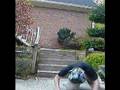 Knee Banger